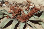 Wilwitscha - Pflanze - kann bis zu  1000 Jahre alt werden